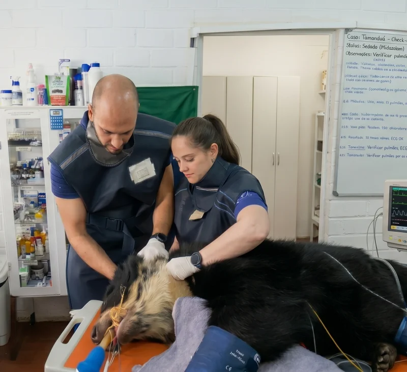 IMAX DIAGNOSTICOS VETERINARIOS