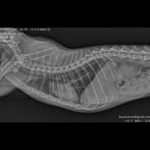 atendimento veterinário com imagem em apartamento