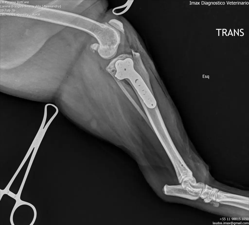 laudo radiográfico veterinario