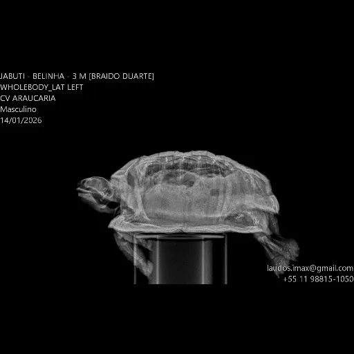 laudo veterinário em São Paulo