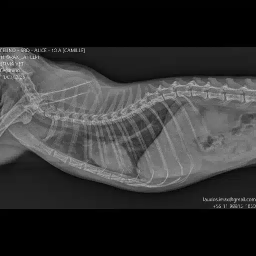raio x em animal