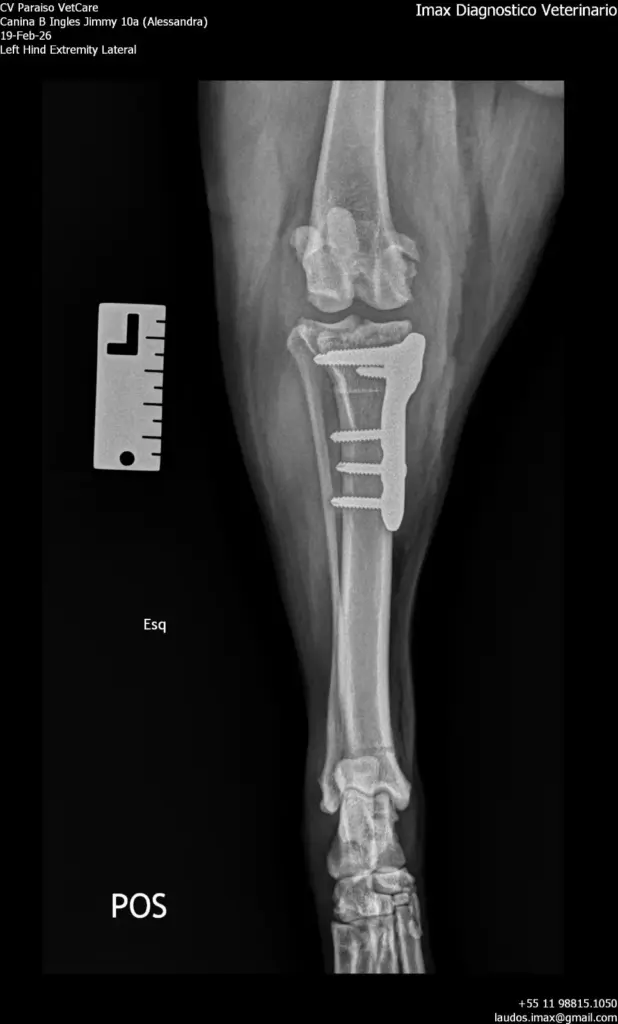 serviço de ultrassom veterinário para clínicas