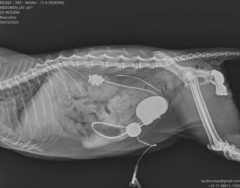 Diagnóstico por Imagem Veterinária